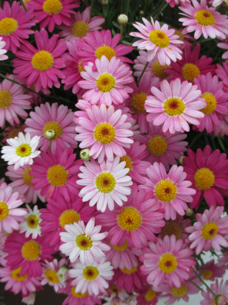 Marguerite Daisies For Impact Rotary Botanical Gardens