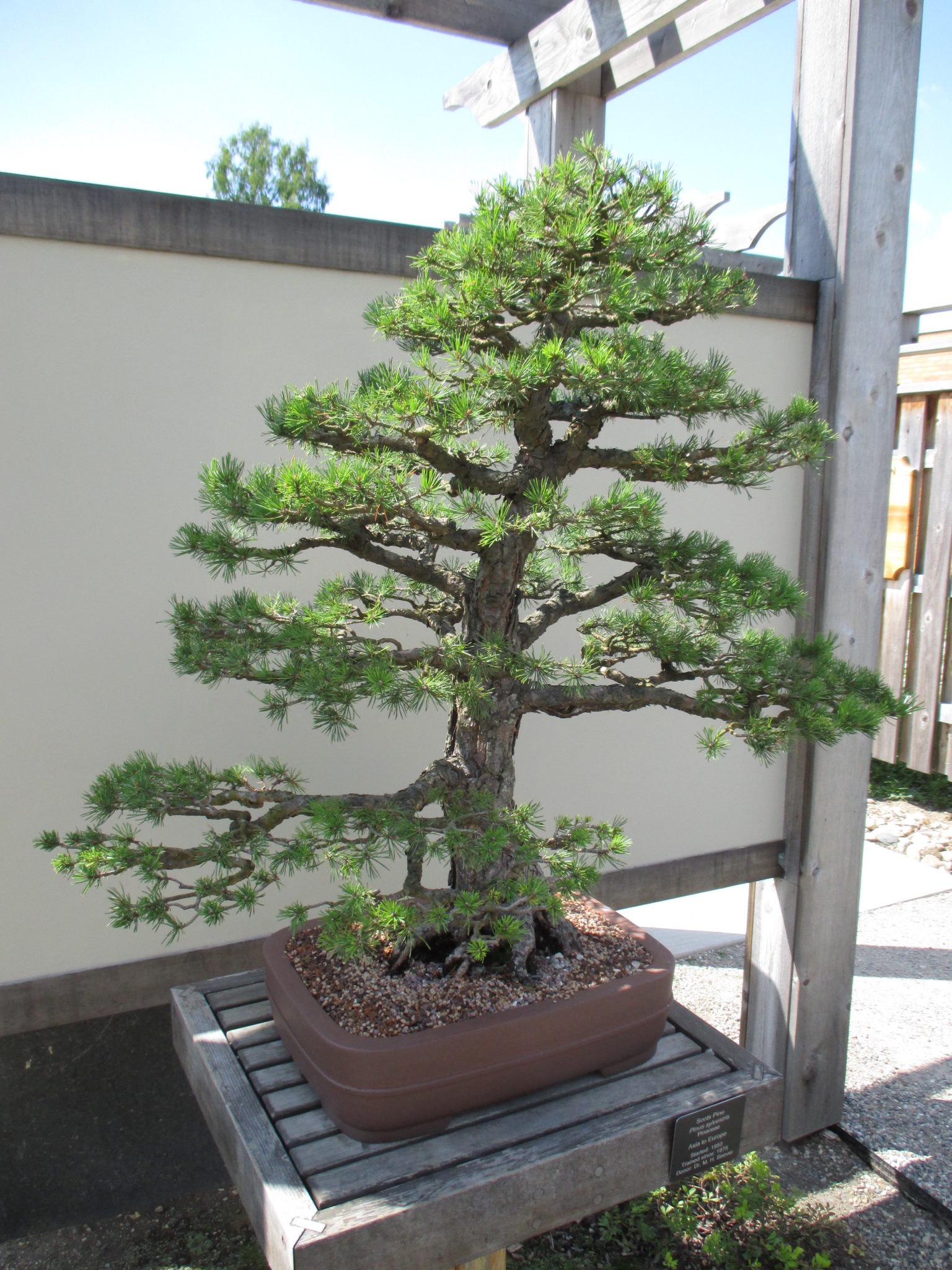  Pinus  sylvestris bonsai  Matthaei 2022 jpg Rotary 